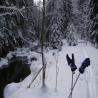 images/phocagallery/Winter/dsci0214.jpg